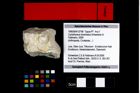Foto (Objekt + Etikett) von Cyclothyreus divaricatus (Schweitzer & Feldmann, 2009)  (NHMW-GEO-1990-0041-2796)